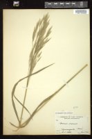 Thumbnail for <i>Bromus inermis</i> <i></i> …