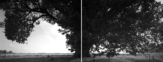 Thumbnail for American Elm, Kansas, …