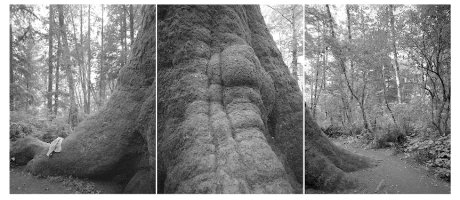 Thumbnail for Sitka Spruce, Oregon, …
