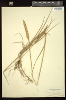 Thumbnail for <i>Calamagrostis arenaria</i> <i></i> …