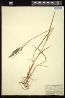 Thumbnail for <i>Calamagrostis stricta</i> <i></i> …