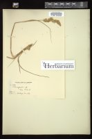 Thumbnail for <i>Calamagrostis </i> <i></i> …
