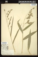 Thumbnail for <i>Chasmanthium latifolium</i> <i></i> …