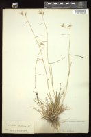 Thumbnail for <i>Danthonia californica</i> <i></i> …