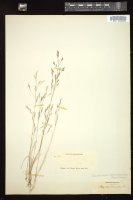 Thumbnail for <i>Deschampsia danthonioides</i> <i></i> …