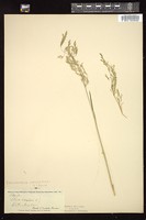 Thumbnail for <i>Deschampsia cespitosa</i> <i></i> …