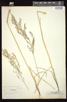 Thumbnail for <i>Deschampsia cespitosa</i> <i></i> …