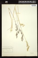 Thumbnail for <i>Deschampsia cespitosa</i> <i></i> …