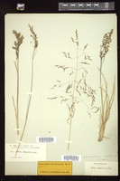 Thumbnail for <i>Deschampsia cespitosa</i> <i></i> …