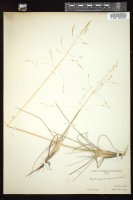 Thumbnail for <i>Deschampsia alpina</i> <i></i> …