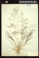 Thumbnail for <i>Eragrostis spectabilis</i> <i></i> …