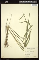 Thumbnail for <i>Glyceria septentrionalis</i> <i></i> …