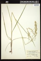 Thumbnail for <i>Glyceria canadensis</i> <i></i> …
