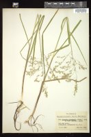Thumbnail for <i>Glyceria canadensis</i> <i></i> …