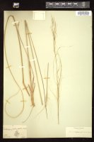 Thumbnail for <i>Muhlenbergia capillaris</i> <i></i> …