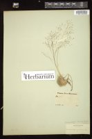 Thumbnail for <i>Muhlenbergia torreyi</i> <i></i> …