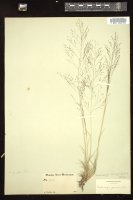 Thumbnail for <i>Muhlenbergia torreyi</i> <i></i> …