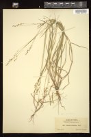 Thumbnail for <i>Panicum brachyanthum</i> <i></i> …