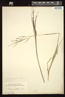 Thumbnail for <i>Panicum dichotomiflorum</i> <i></i> …