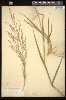 Thumbnail for <i>Panicum virgatum</i> <i></i> …