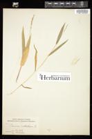 Thumbnail for <i>Dichanthelium xanthophysum</i> <i></i> …