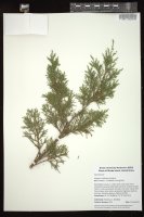 Thumbnail for <i>Juniperus virginiana</i> <i></i> …