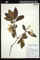 Thumbnail for <i>Kalmia latifolia</i> <i></i> …