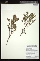 Thumbnail for <i>Vaccinium angustifolium</i> <i></i> …