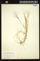 Thumbnail for <i>Muhlenbergia asperifolia</i> <i></i> …