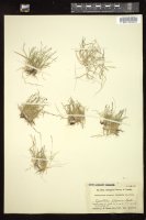 Thumbnail for <i>Muhlenbergia filiformis</i> <i></i> …