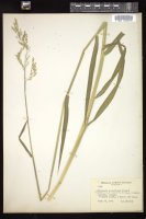 Thumbnail for <i>Torreyochloa pallida</i> <i></i> …