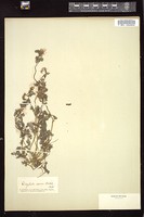 Thumbnail for <i>Corydalis aurea</i> <i></i> …