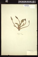 Thumbnail for <i>Heteranthera limosa</i> <i></i> …