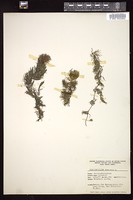 Thumbnail for <i>Ceratophyllum demersum</i> <i></i> …