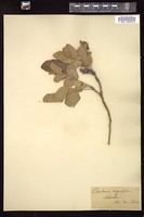 Thumbnail for <i>Berberis aquifolium</i> <i></i> …