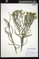 Thumbnail for <i>Euthamia graminifolia</i> <i></i> …