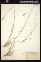 Thumbnail for <i>Danthonia spicata</i> <i></i> …