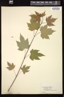 Thumbnail for <i>Acer pseudoplatanus</i> <i></i> …