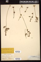 Thumbnail for <i>Anemone caroliniana</i> <i></i> …