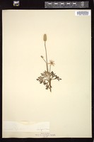 Thumbnail for <i>Anemone cylindrica</i> <i></i> …