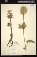 Thumbnail for <i>Anemone occidentalis</i> <i></i> …