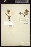 Thumbnail for <i>Anemone patens</i> <i></i> …