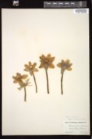 Thumbnail for <i>Anemone patens</i> <i></i> …