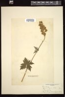 Thumbnail for <i>Aconitum lycoctonum</i> <i></i> …