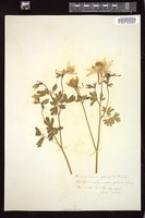 Thumbnail for <i>Aquilegia chrysantha</i> <i></i> …