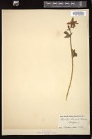 Thumbnail for <i>Aquilegia truncata</i> <i></i> …