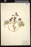 Thumbnail for <i>Delphinium bicolor</i> <i></i> …