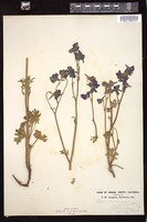 Thumbnail for <i>Delphinium variegatum</i> <i></i> …