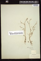 Thumbnail for <i>Ranunculus pusillus</i> <i></i> …
