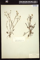 Thumbnail for <i>Ranunculus pusillus</i> <i></i> …